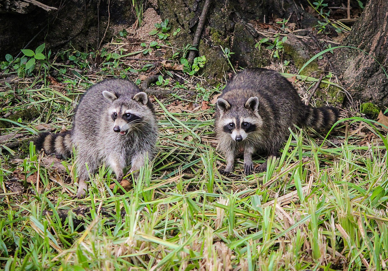raccoons coon north american raccoon free photo
