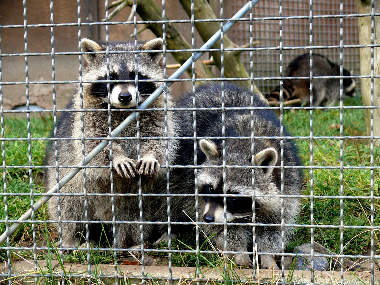 raccoons enclosure animals free photo