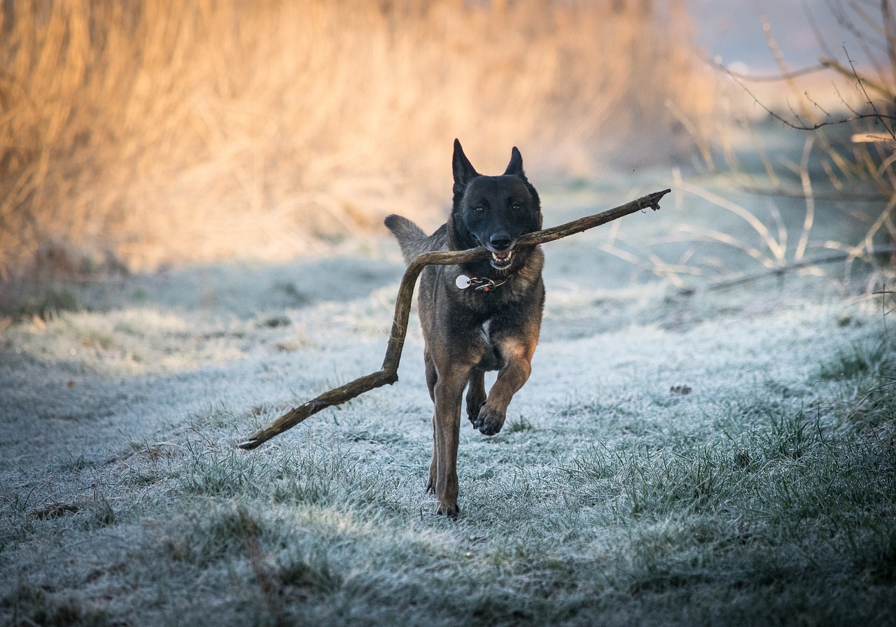 race malinois belgian shepherd dog free photo