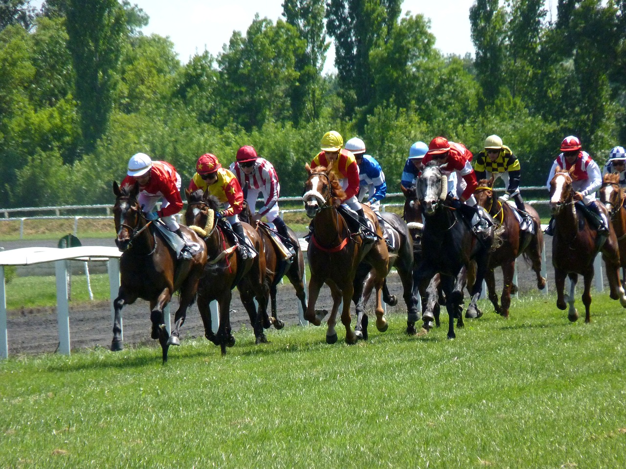 race racing horse free photo