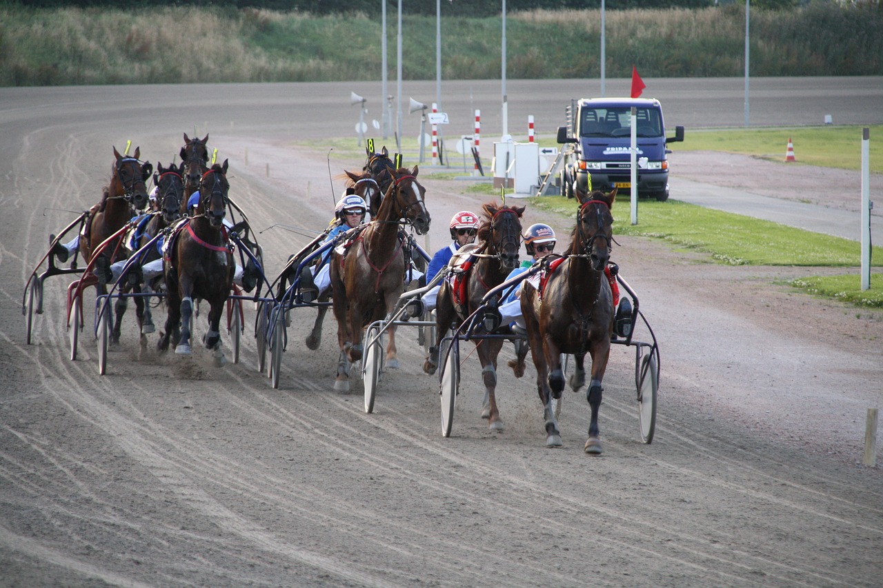 race trotters trotting track free photo