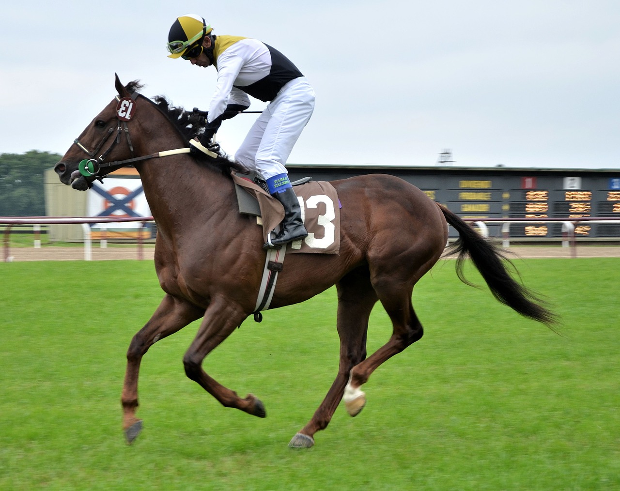 race horse hipódromo de san isidro buenos aires free photo