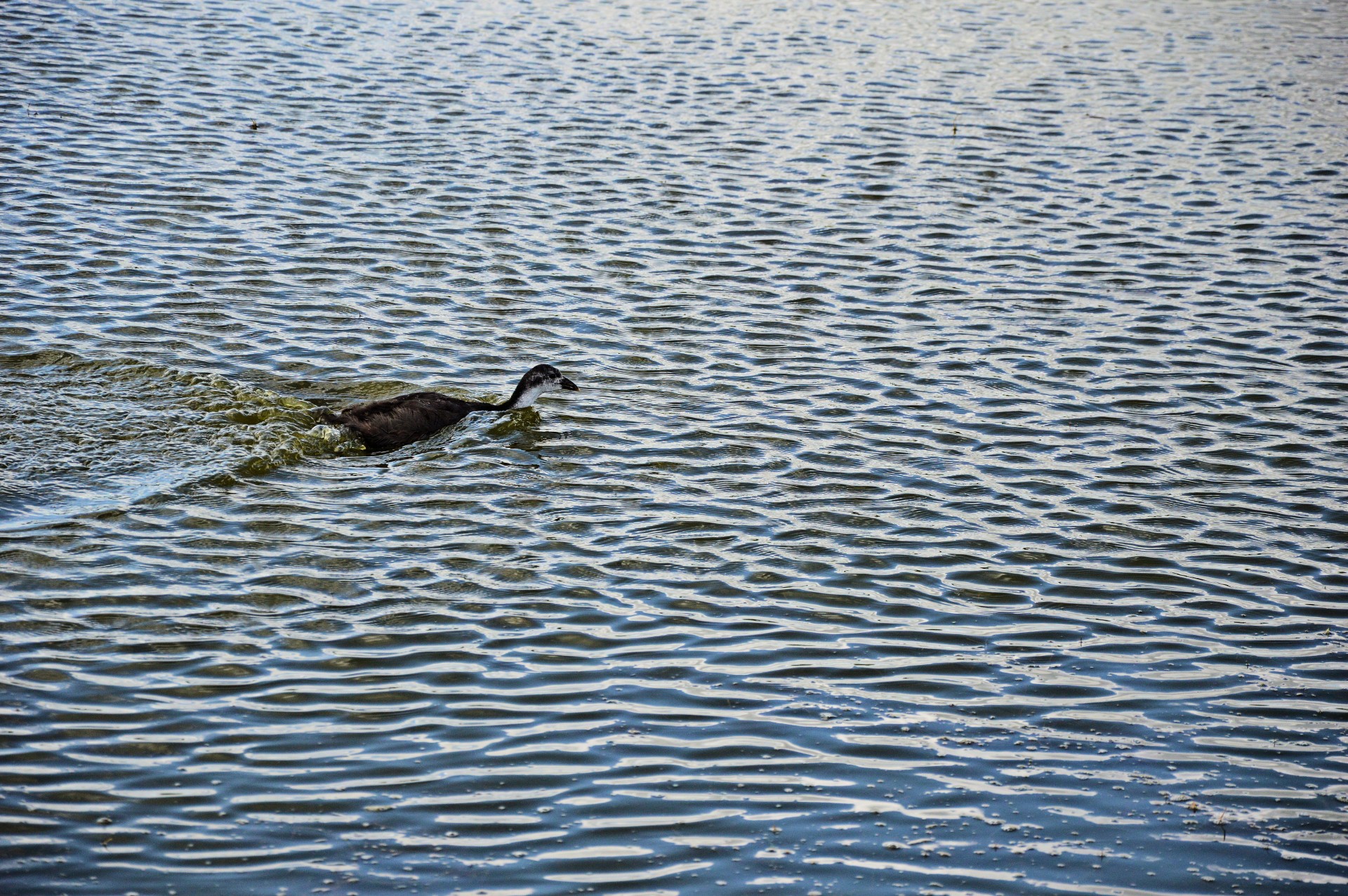 coot water bird bird free photo