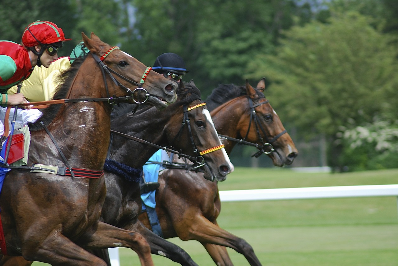 racecourse horses strained free photo