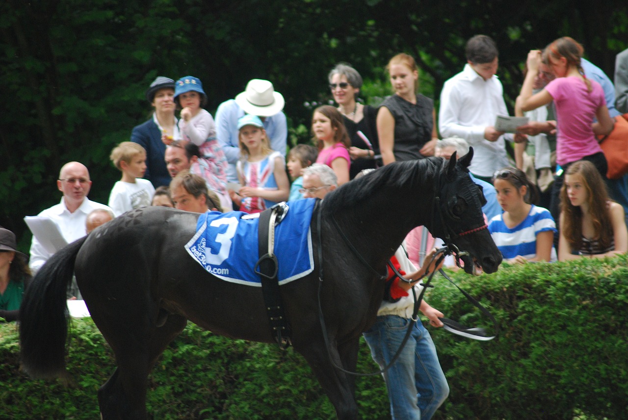racehorse ring black free photo