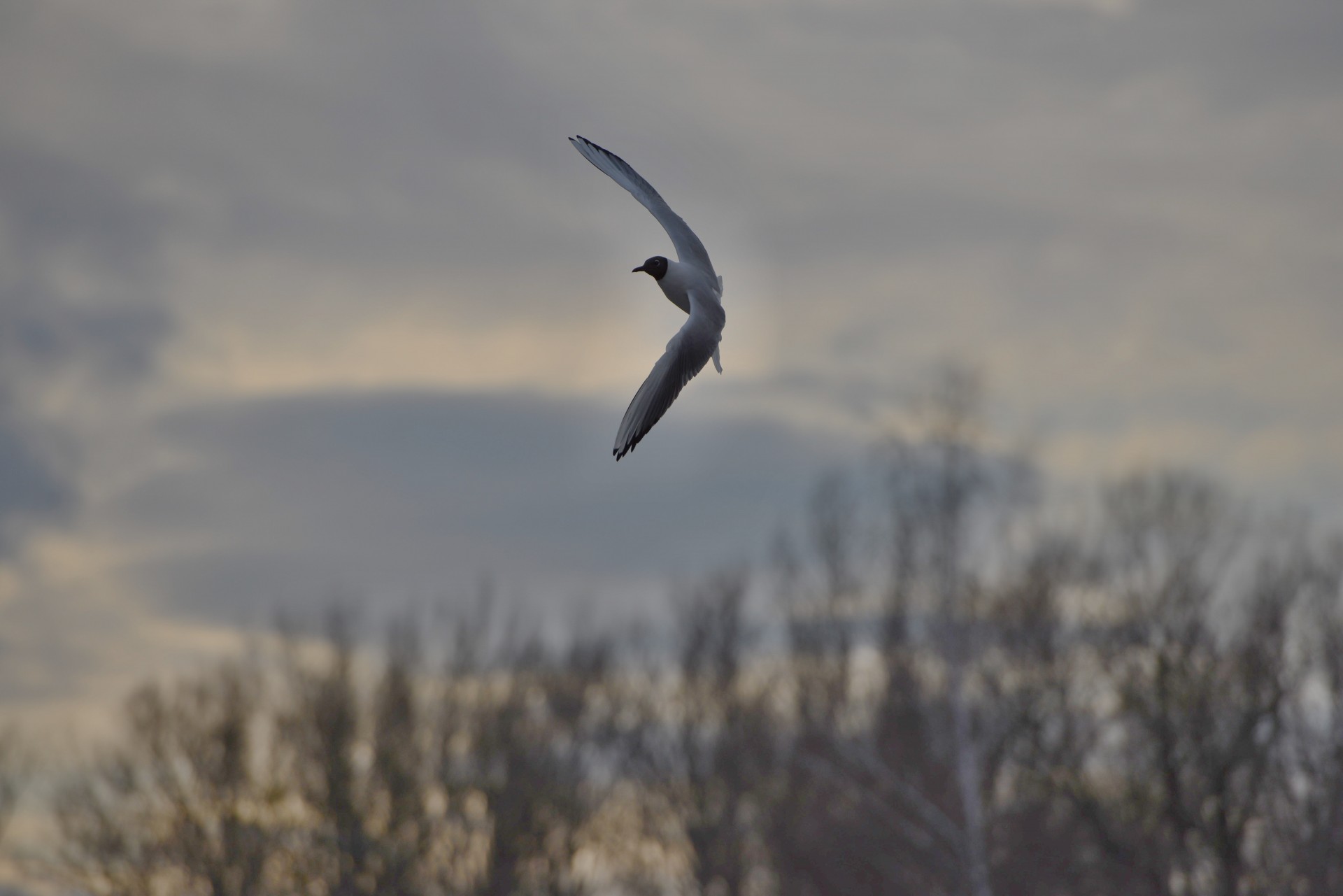 seagull bird spring free photo