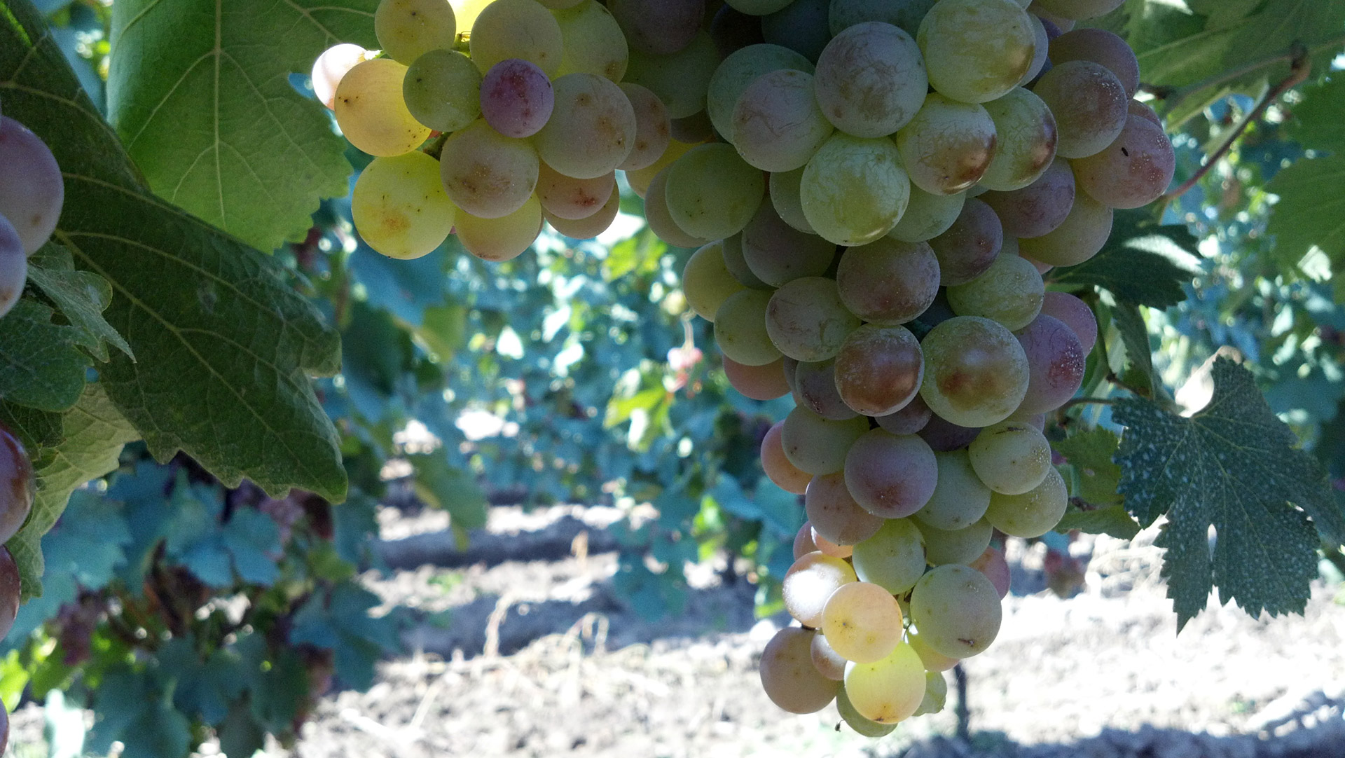 grape red vineyard free photo