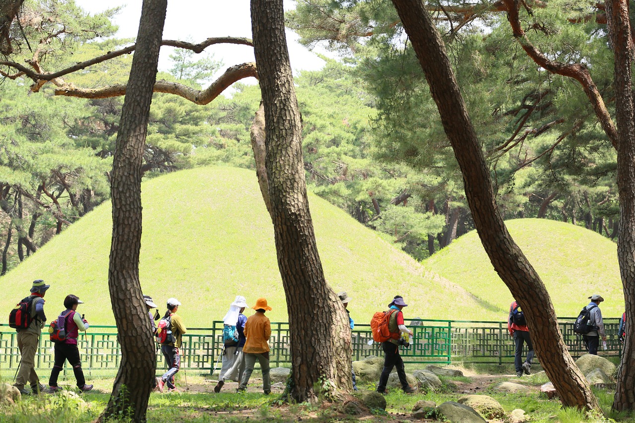 tourist hiking pine free photo