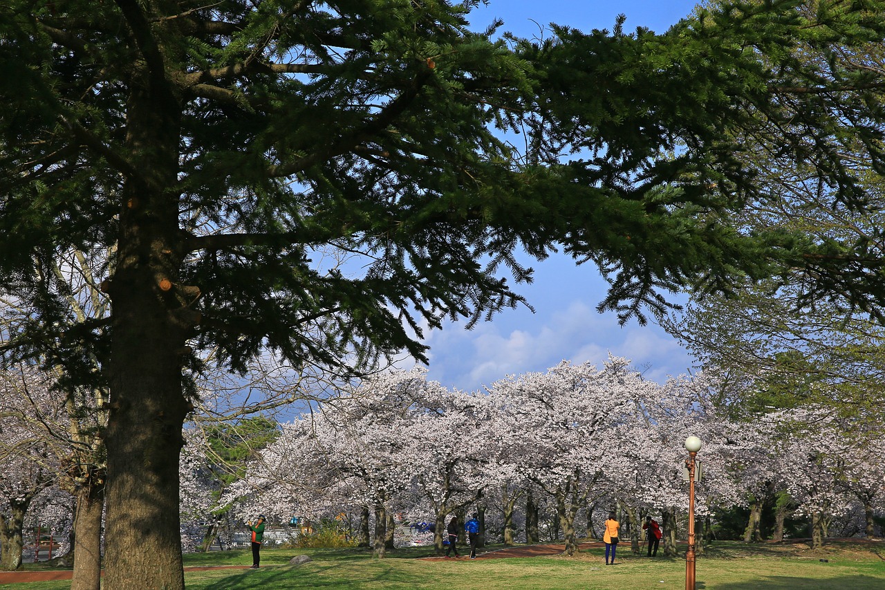 racing  cherry flowers  park free photo