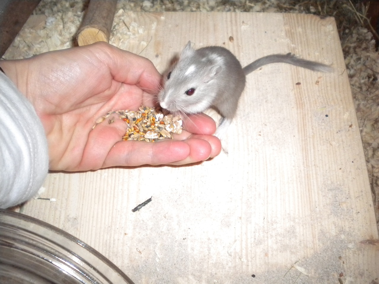 racing mouse gerbil feed free photo