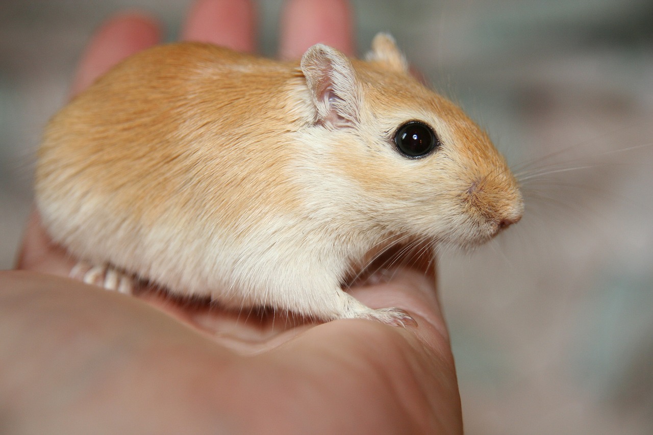 racing mouse renner gerbil free photo
