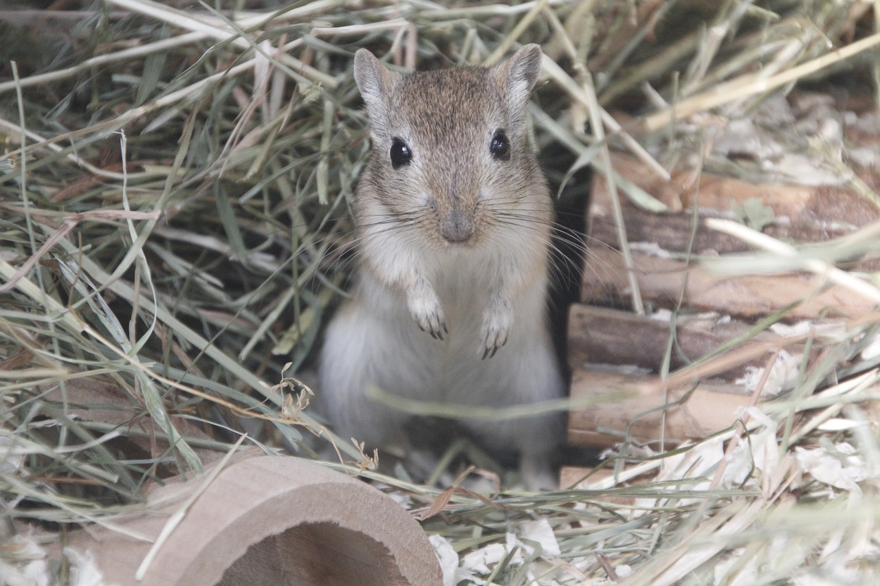 racing mouse mouse grey free photo