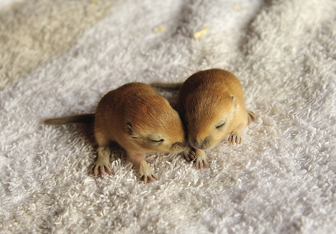 racing mouse  gerbils  two weeks old free photo