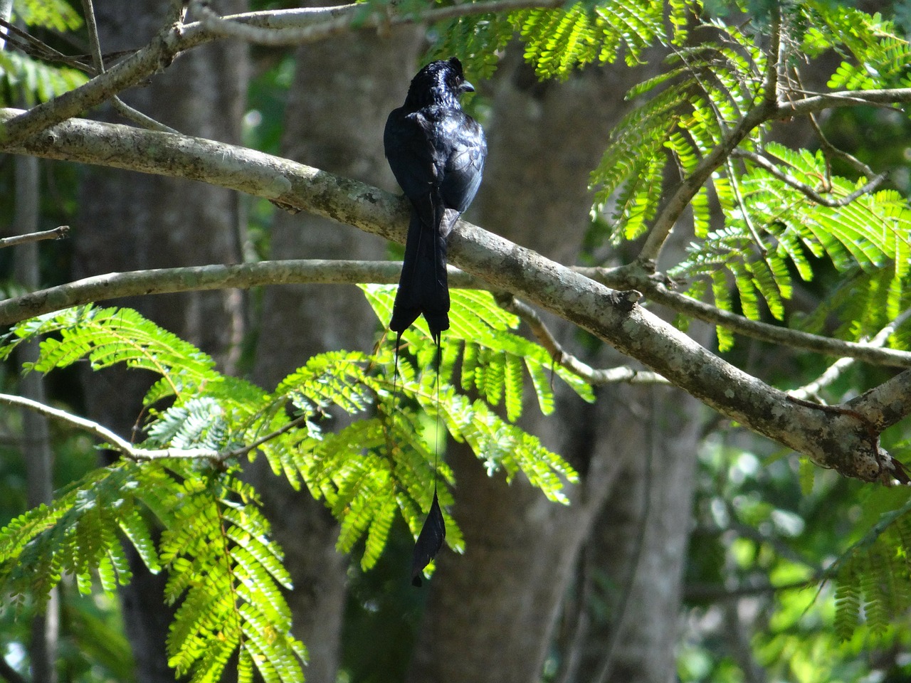 racket-tailed drongo bird dicrurus remifer free photo