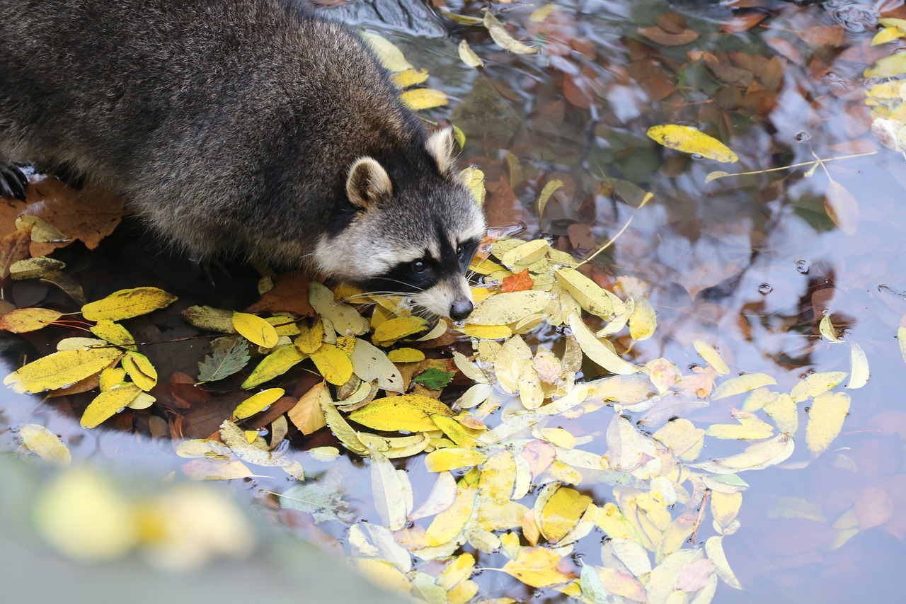 racoon zoo cute free photo