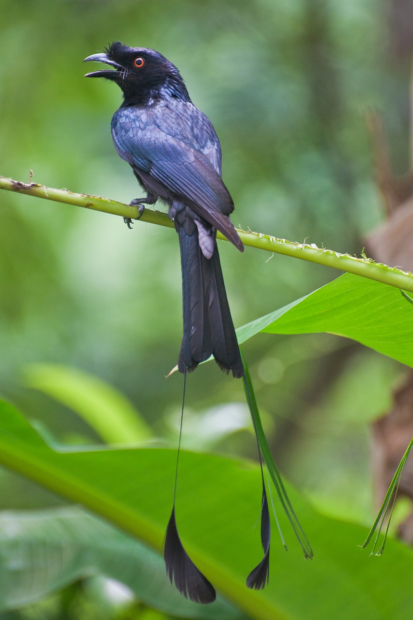 racquet tailed drongo thailand phuket free photo