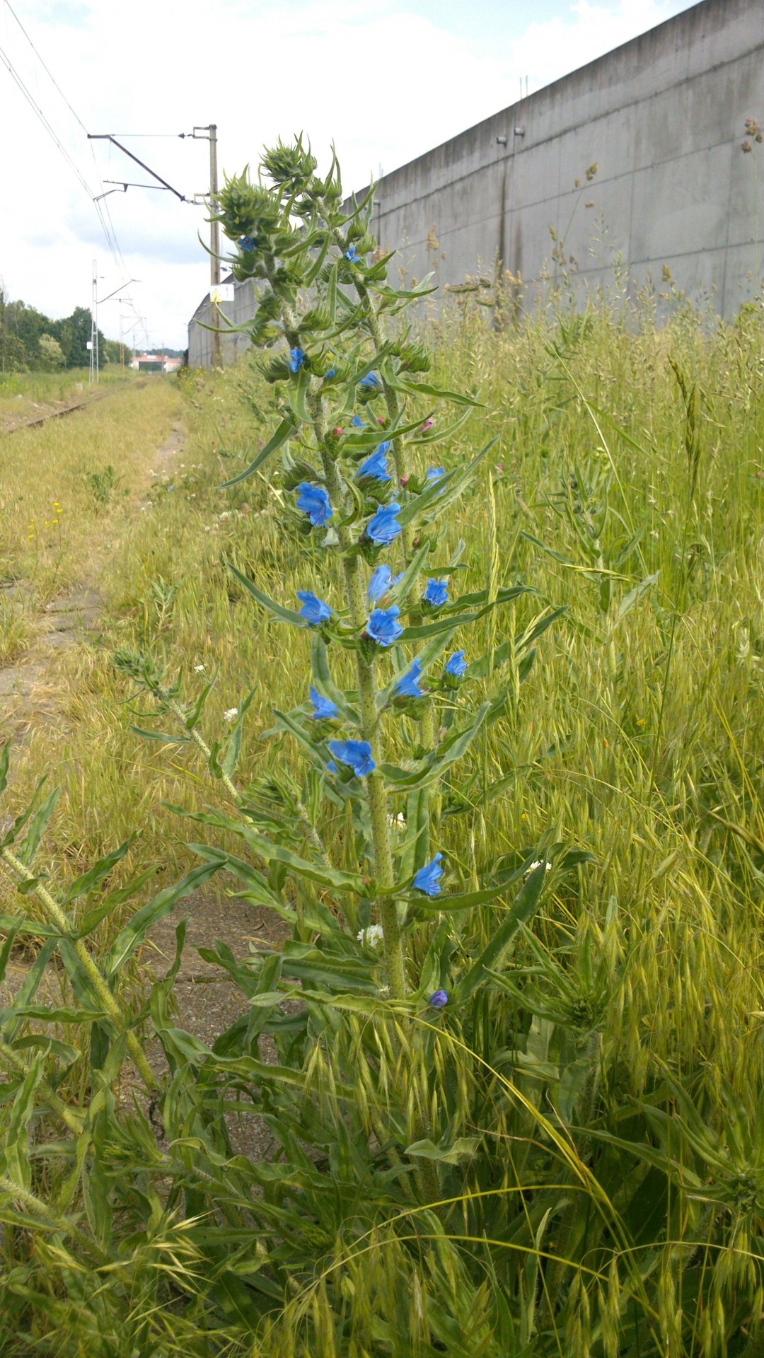 tracks flowers nature free photo