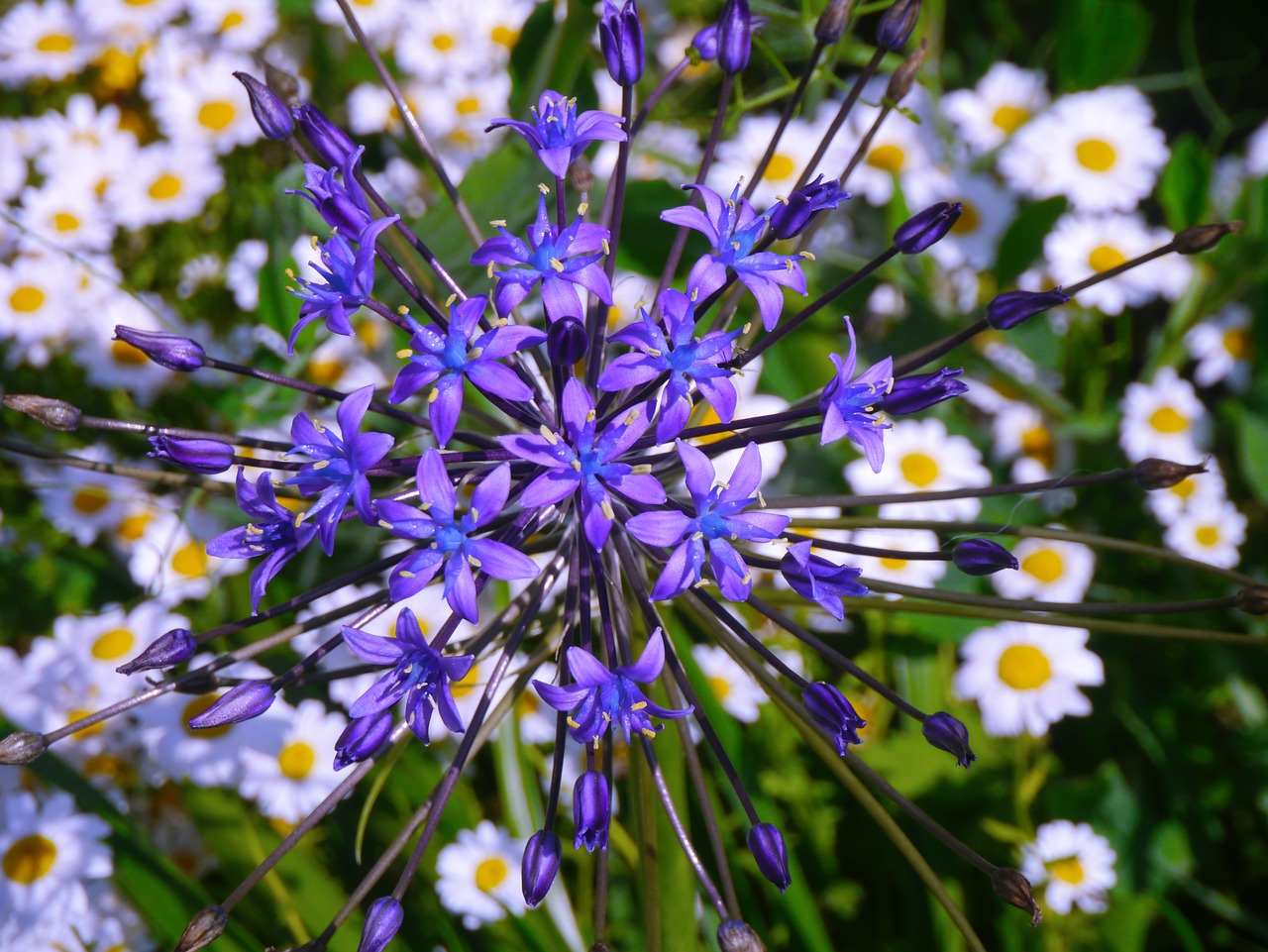 radial flowers purple free photo