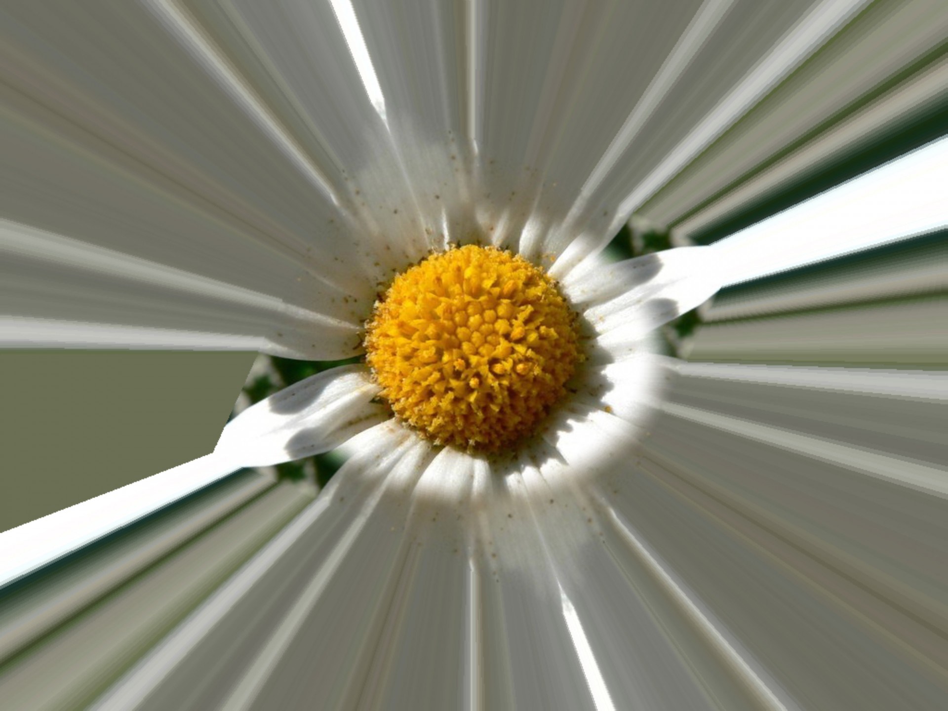 daisy radioactive flower free photo