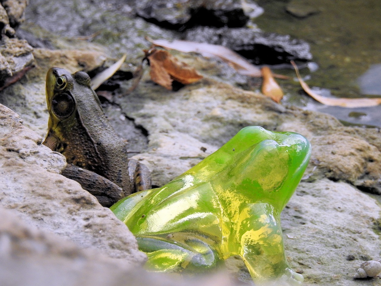 radioactive frog climate change toxic waste free photo