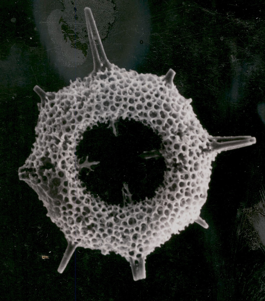 radiolarian plankton fossil free photo