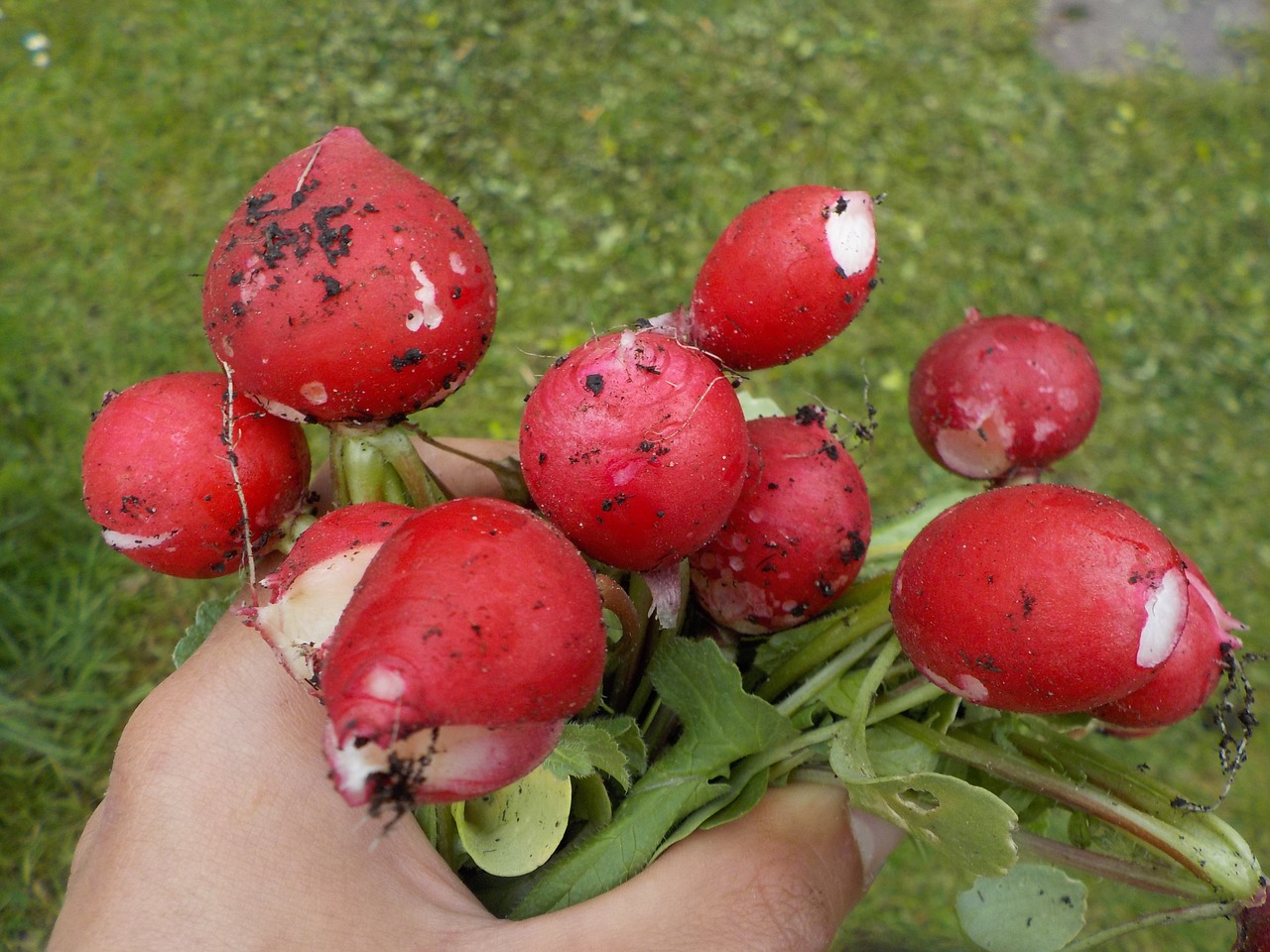 radish pink vegetables free photo