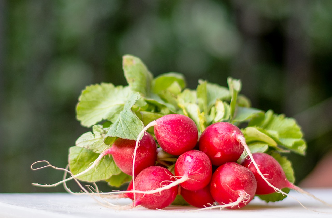 radish radishes blur free photo