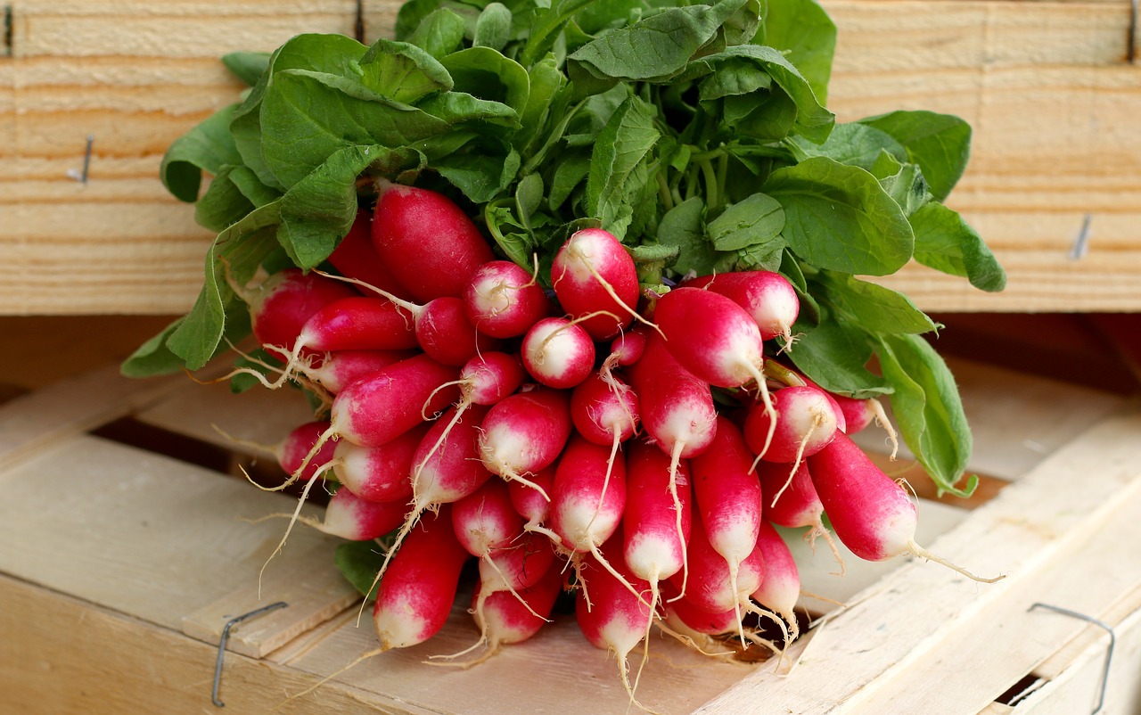 radish veg healthy free photo