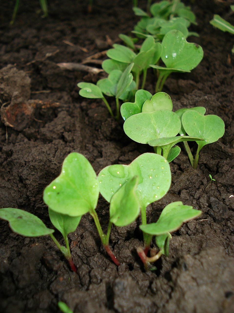 radish sprout plant free photo