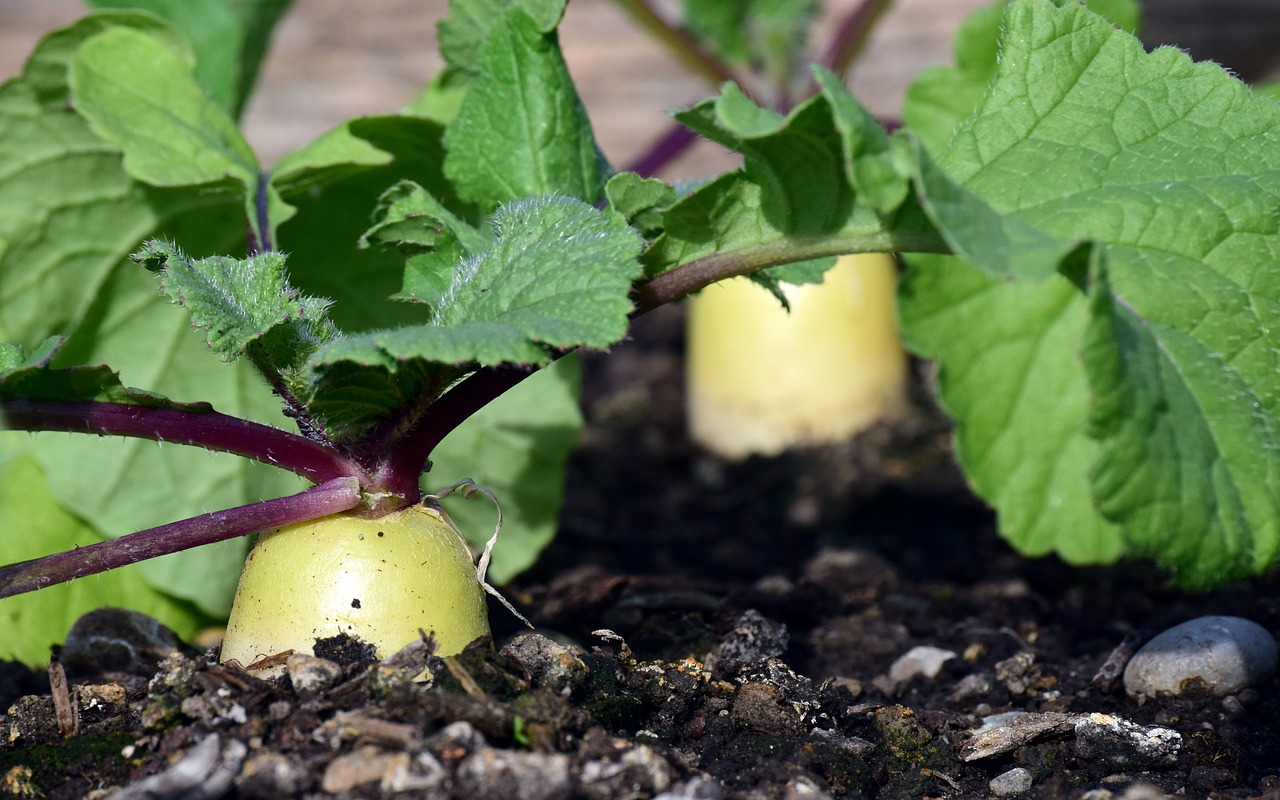 radish  cultivation  garden free photo