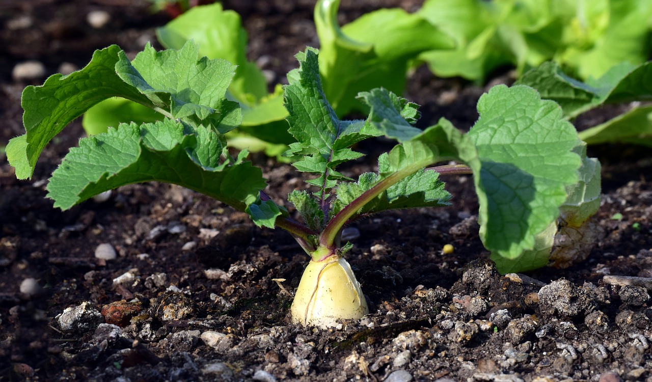 radish  cultivation  garden free photo