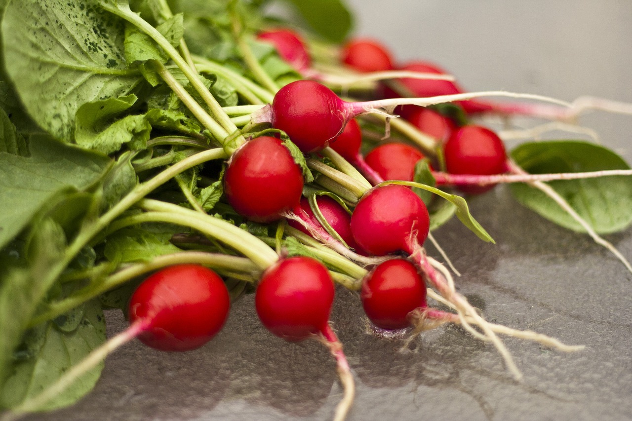 radish  radishes  garden free photo