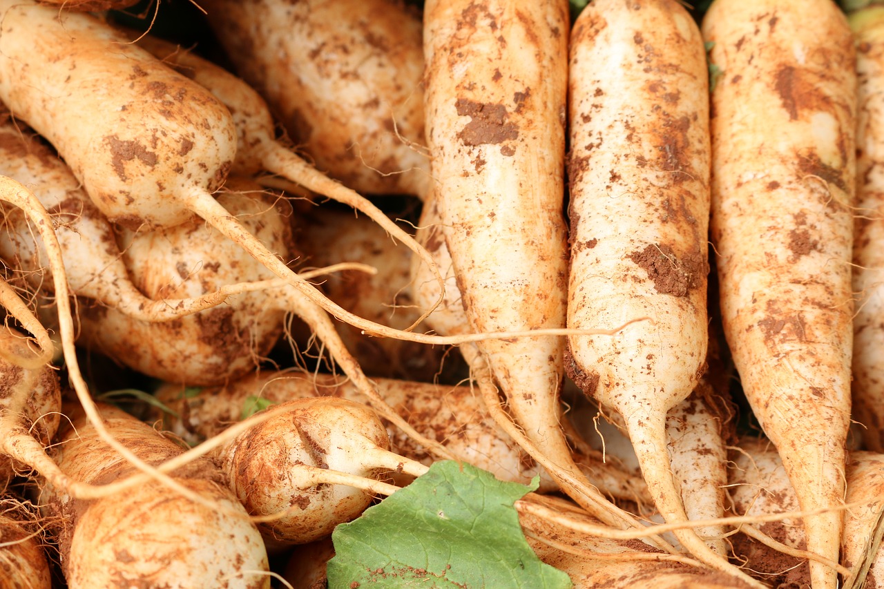 radish  vegetable  vitamin free photo