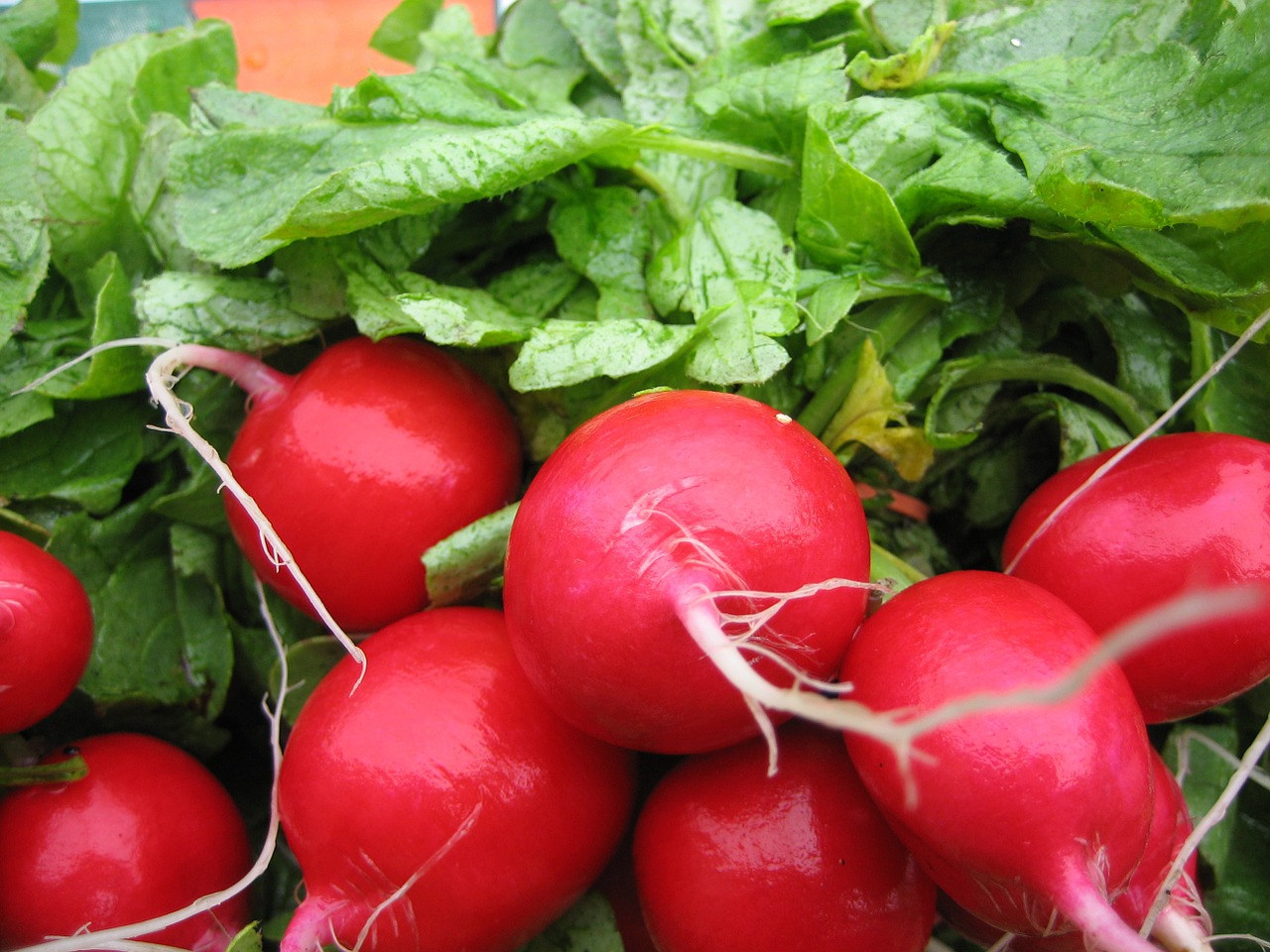 radish food vegetable free photo