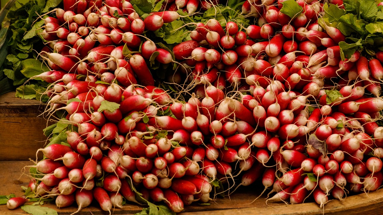 radish vegetable market free photo