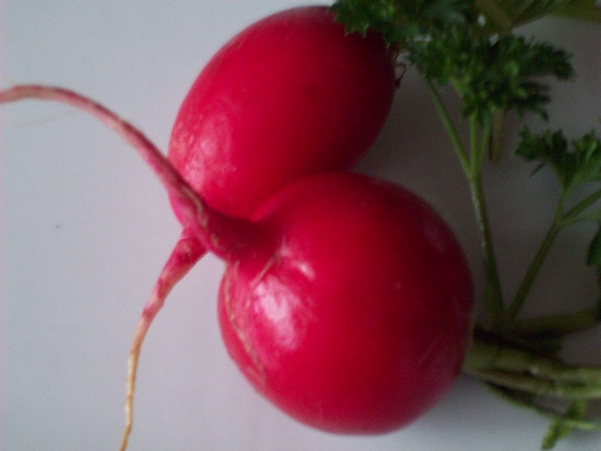 radish radishes vegetable free photo