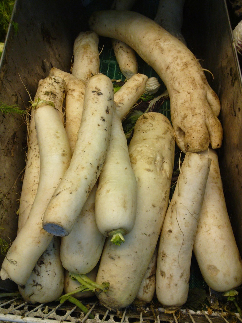 radishes vegetables roots free photo