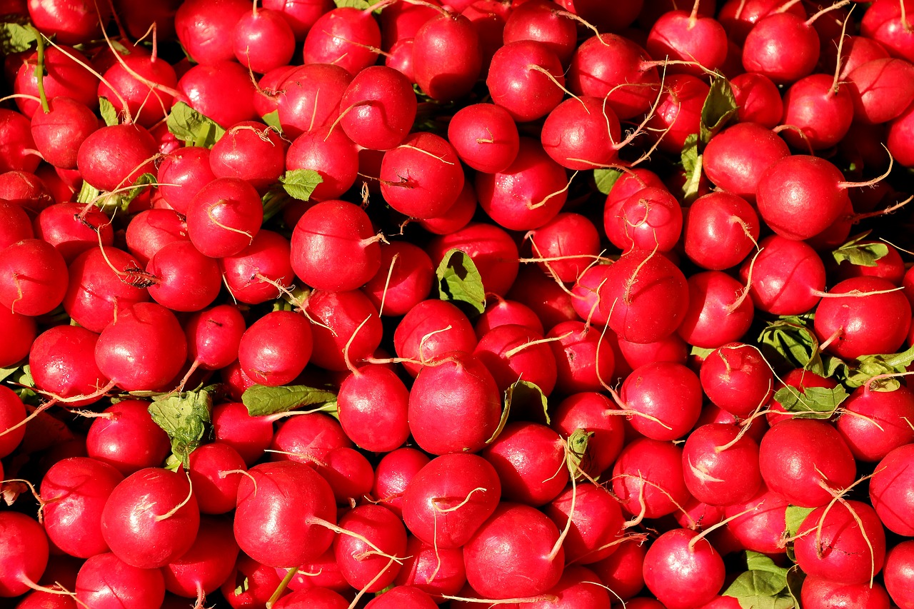 radishes radish vegetables free photo