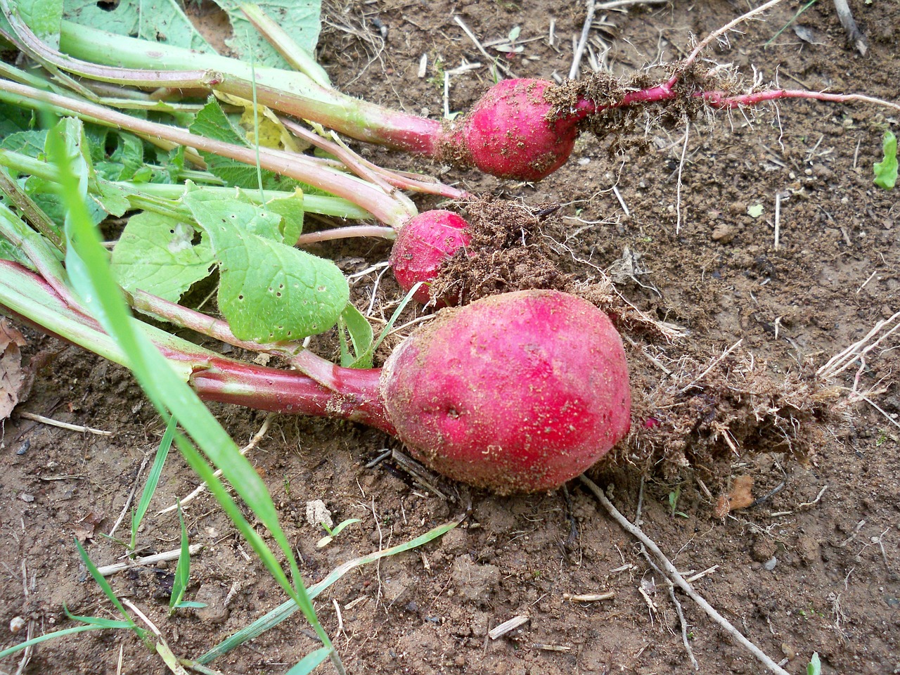 radishes root vegetables free photo