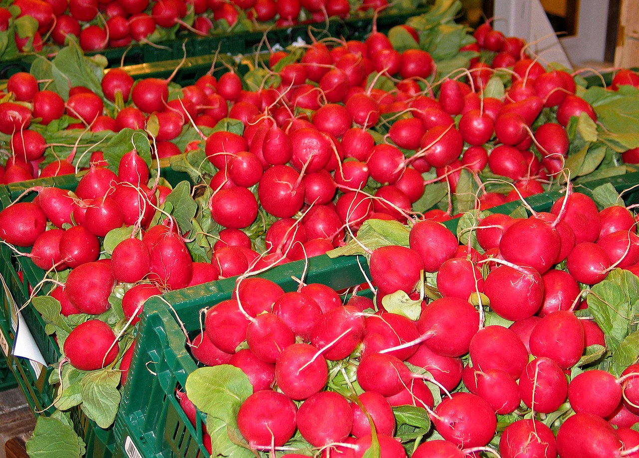 radishes vegetables food free photo