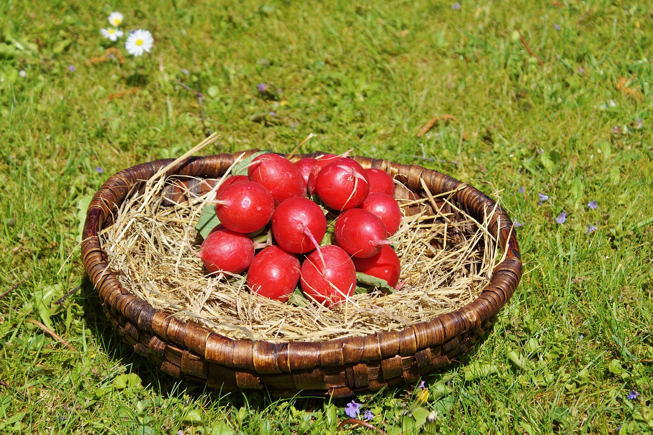 radishes radish vegetables free photo