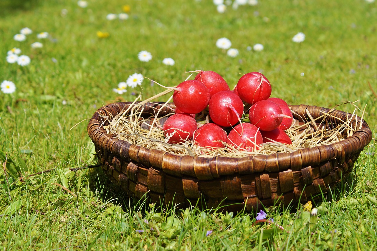 radishes radish vegetables free photo