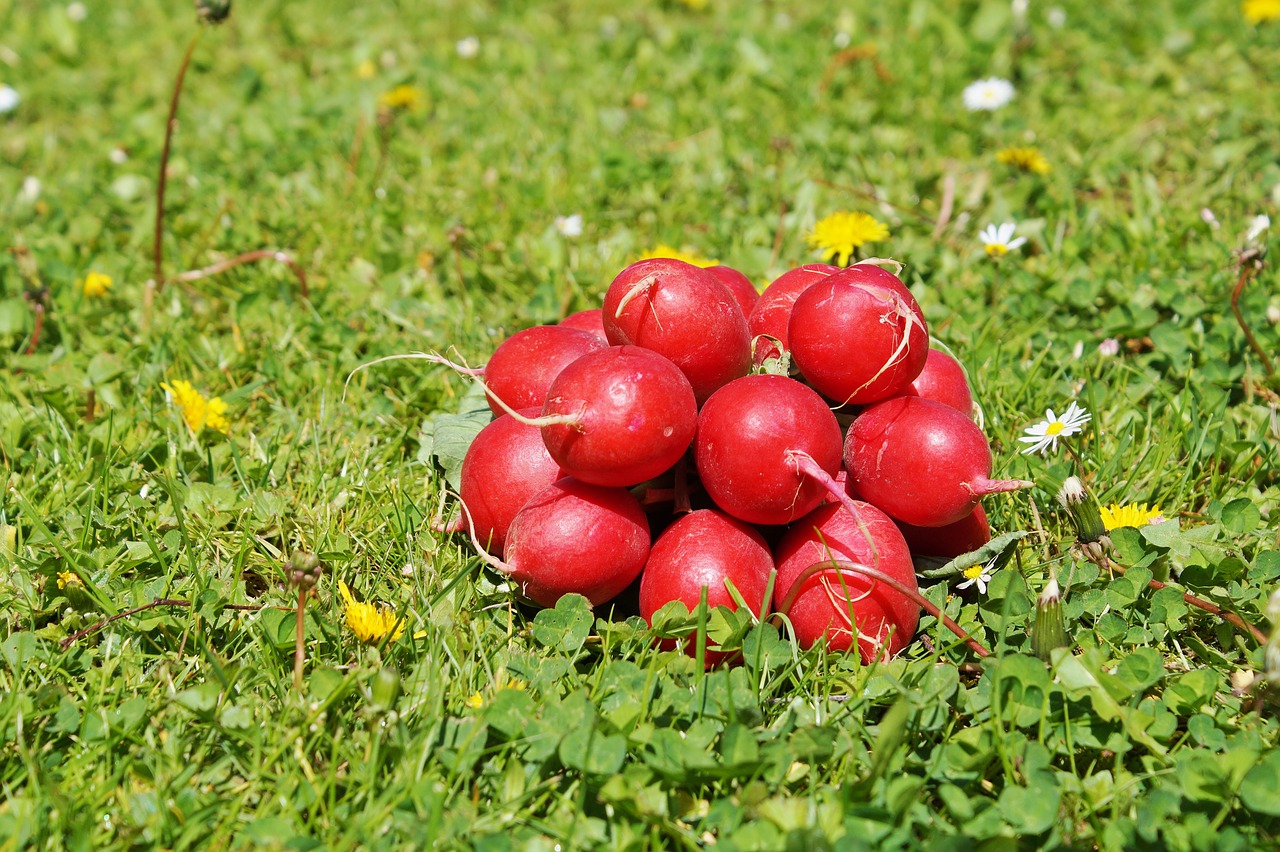 radishes radish vegetables free photo