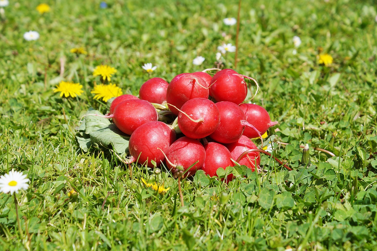 radishes radish vegetables free photo