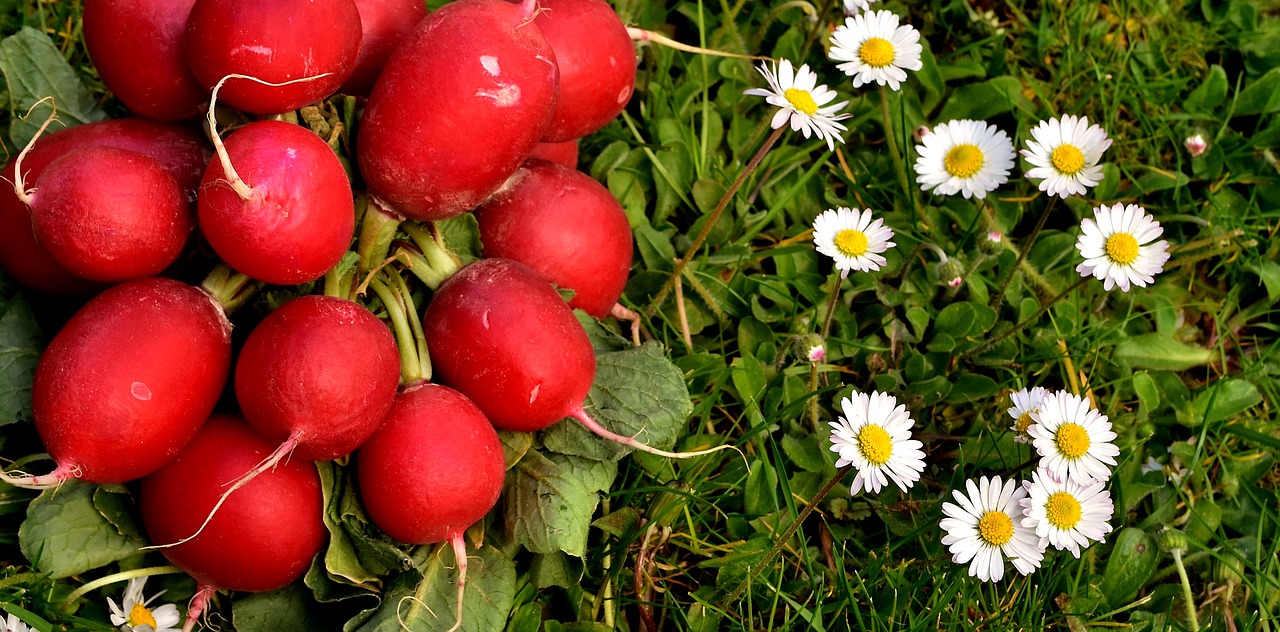 radishes radish vegetables free photo