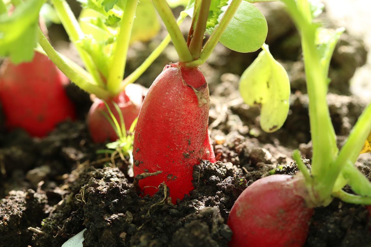 radishes  vegetables  cultivation free photo
