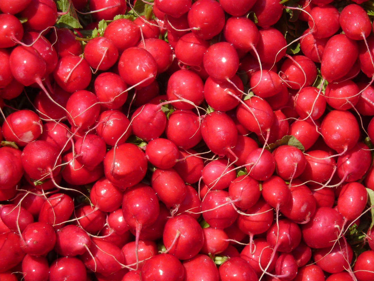 radishes vegetables red free photo