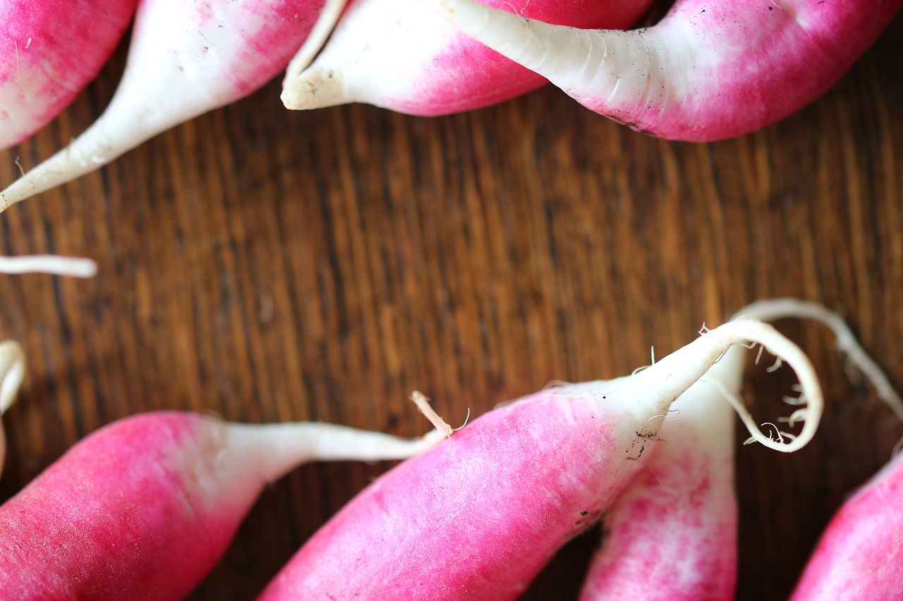 radishes  radish  red free photo