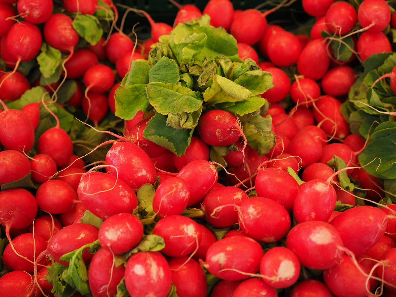 radishes red vegetables free photo