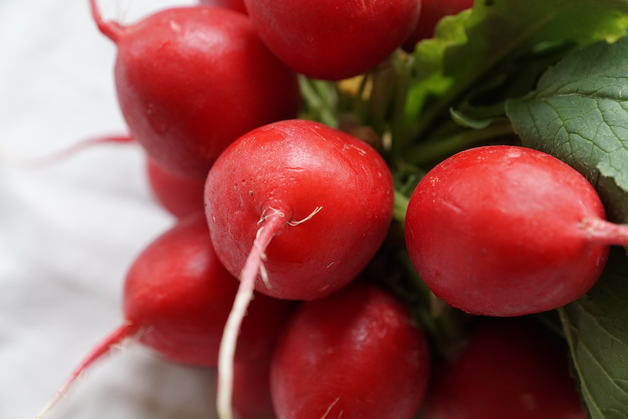 radishes vegetables red free photo